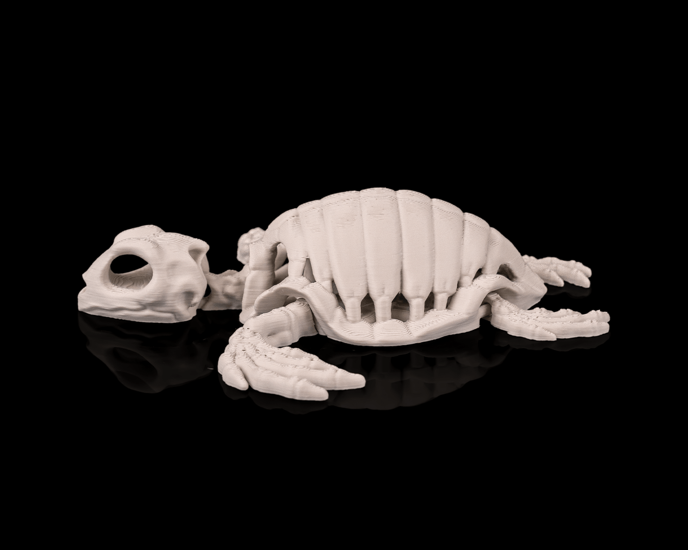 Turtle skeletons
