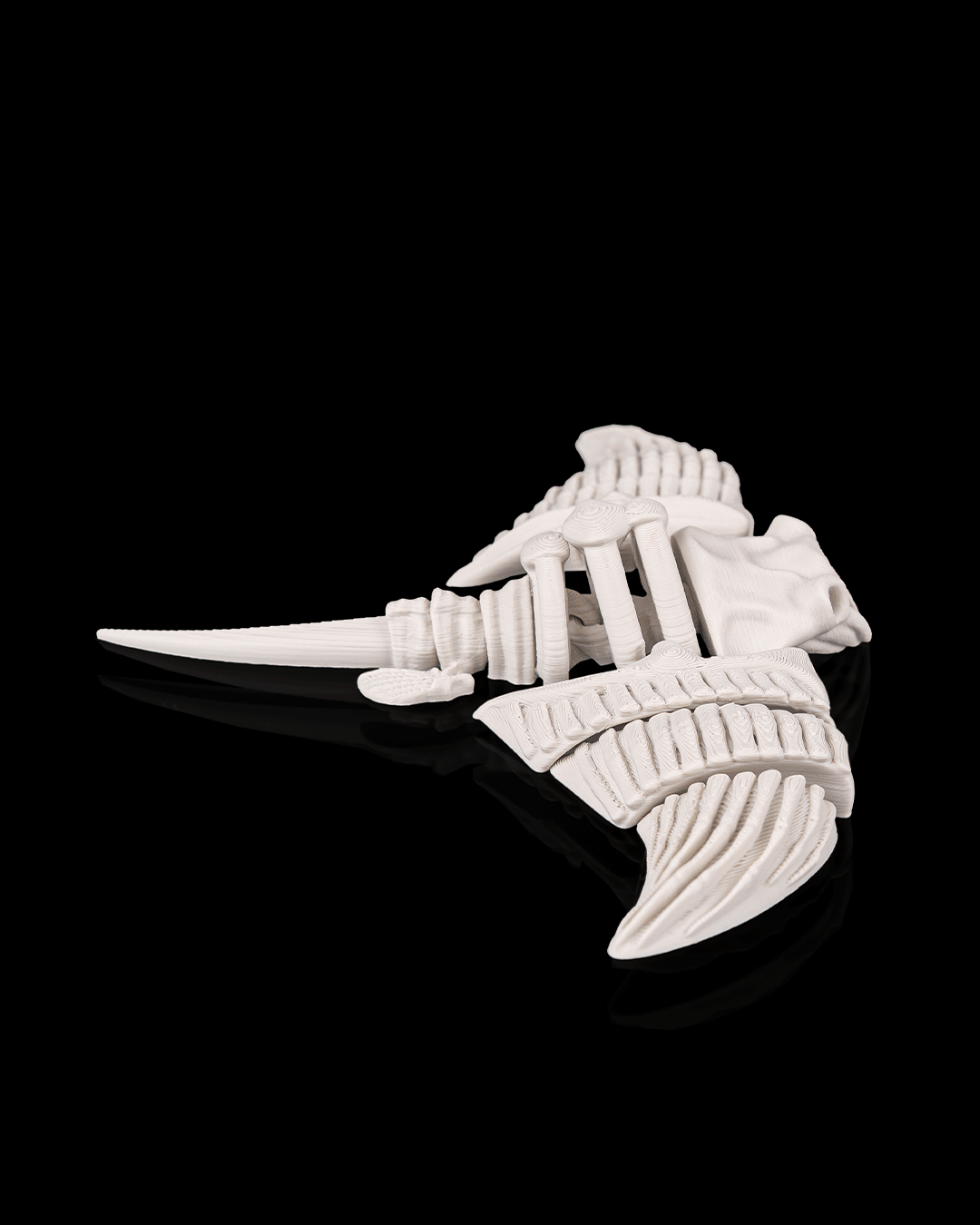 Skeleton giant manta ray