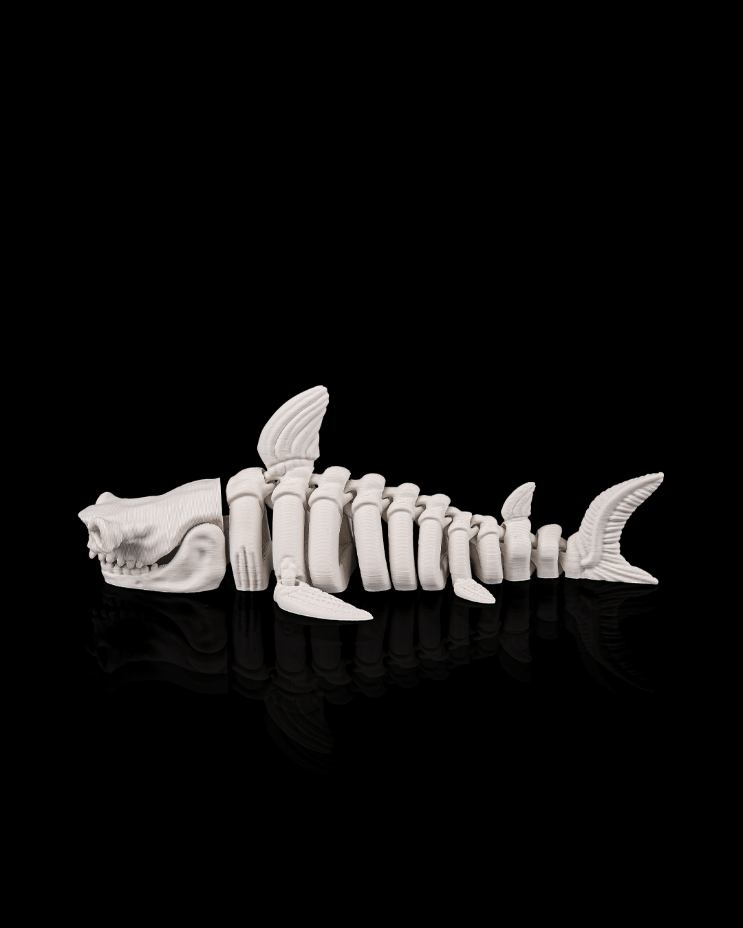 Skeletal shark