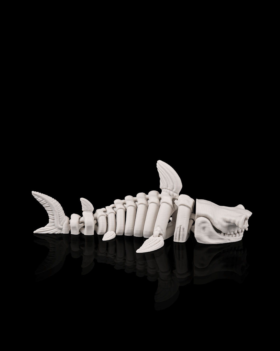 Skeletal shark