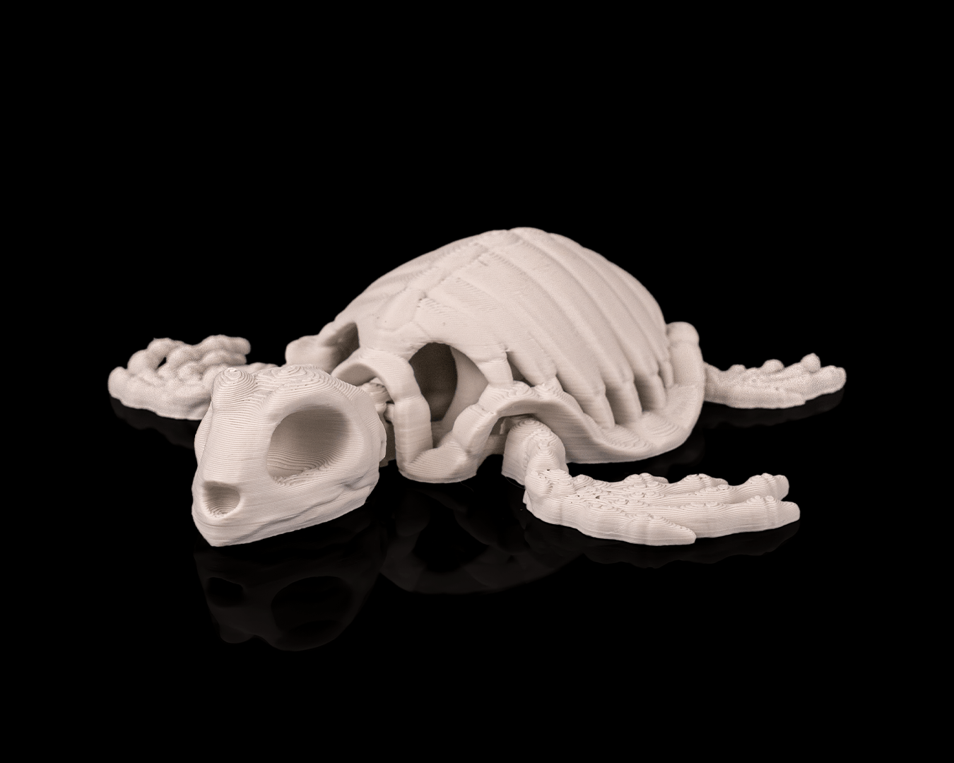 Turtle skeletons
