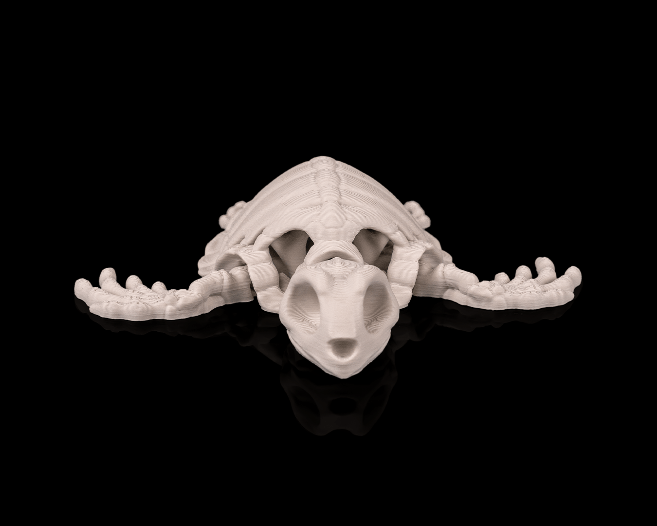 Turtle skeletons