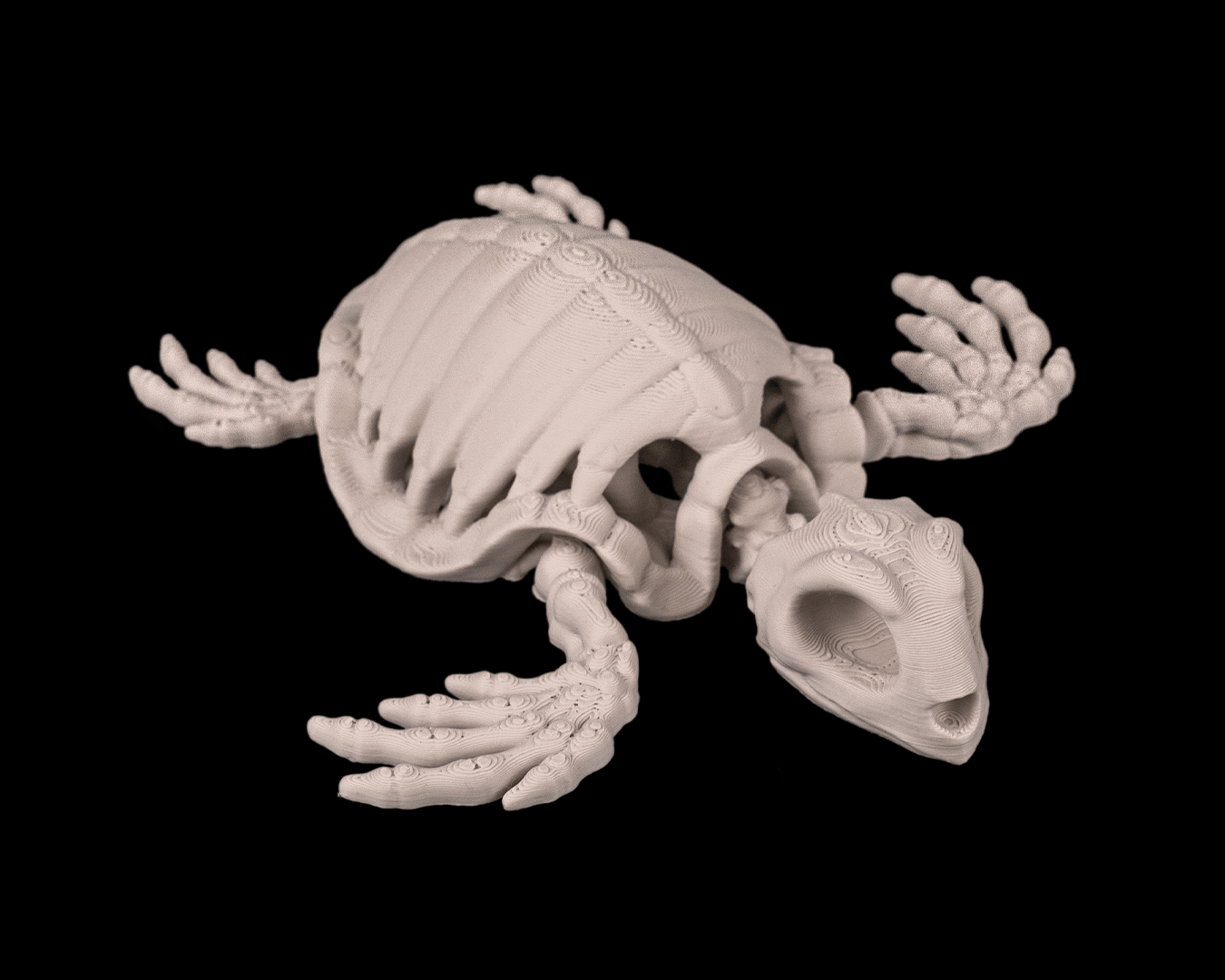 Turtle skeletons