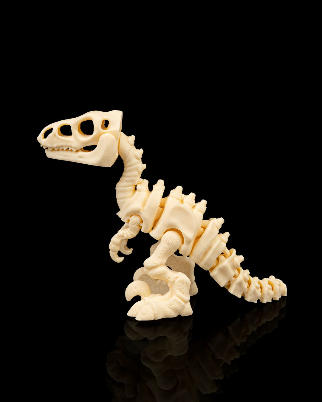 Velociraptor skeleton