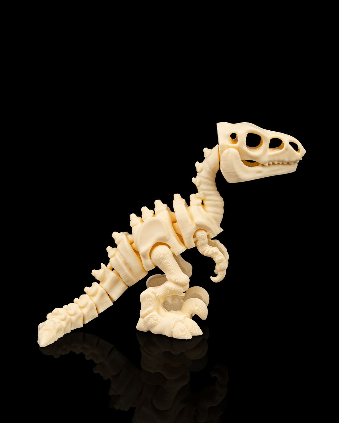 Velociraptor skeleton