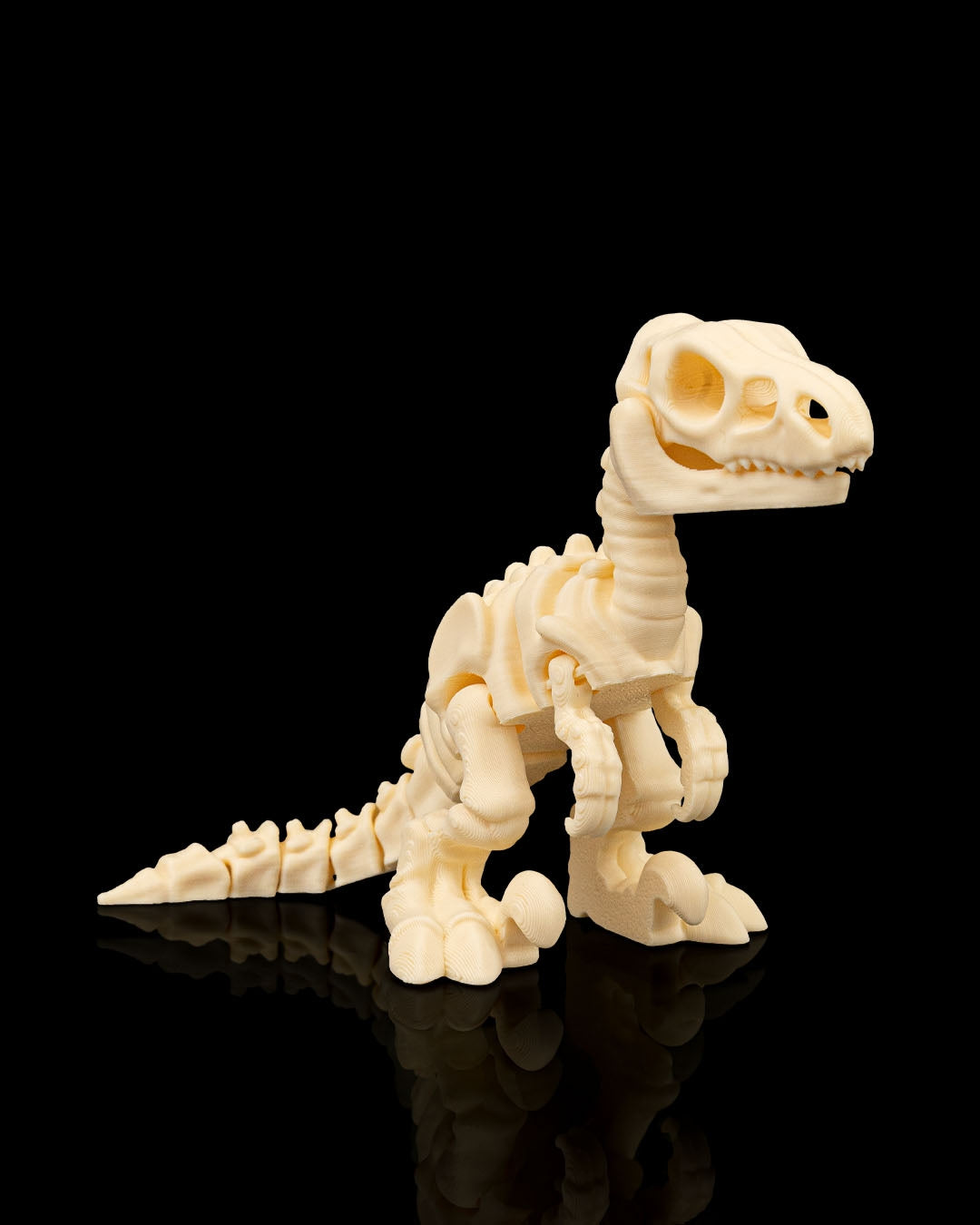 Velociraptor skeleton